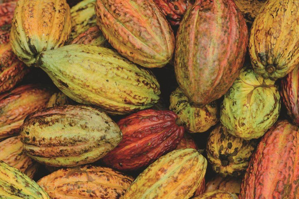 cacao