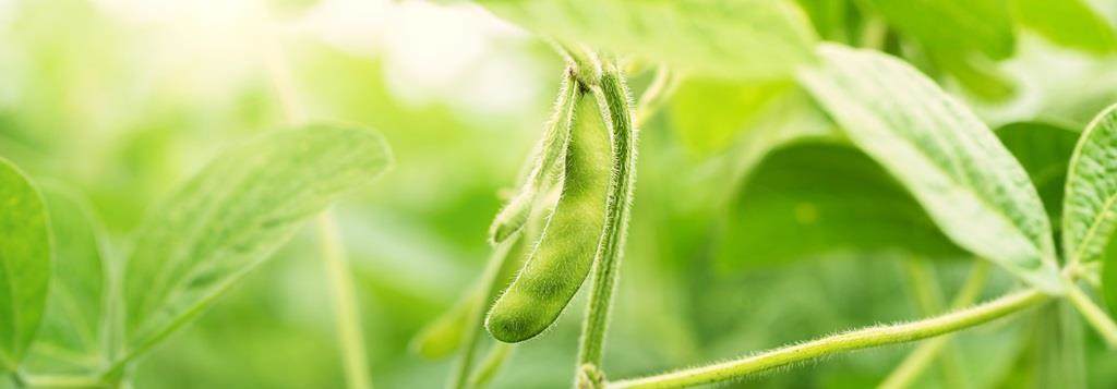 Green soybean field closeup, soy bean crops in field