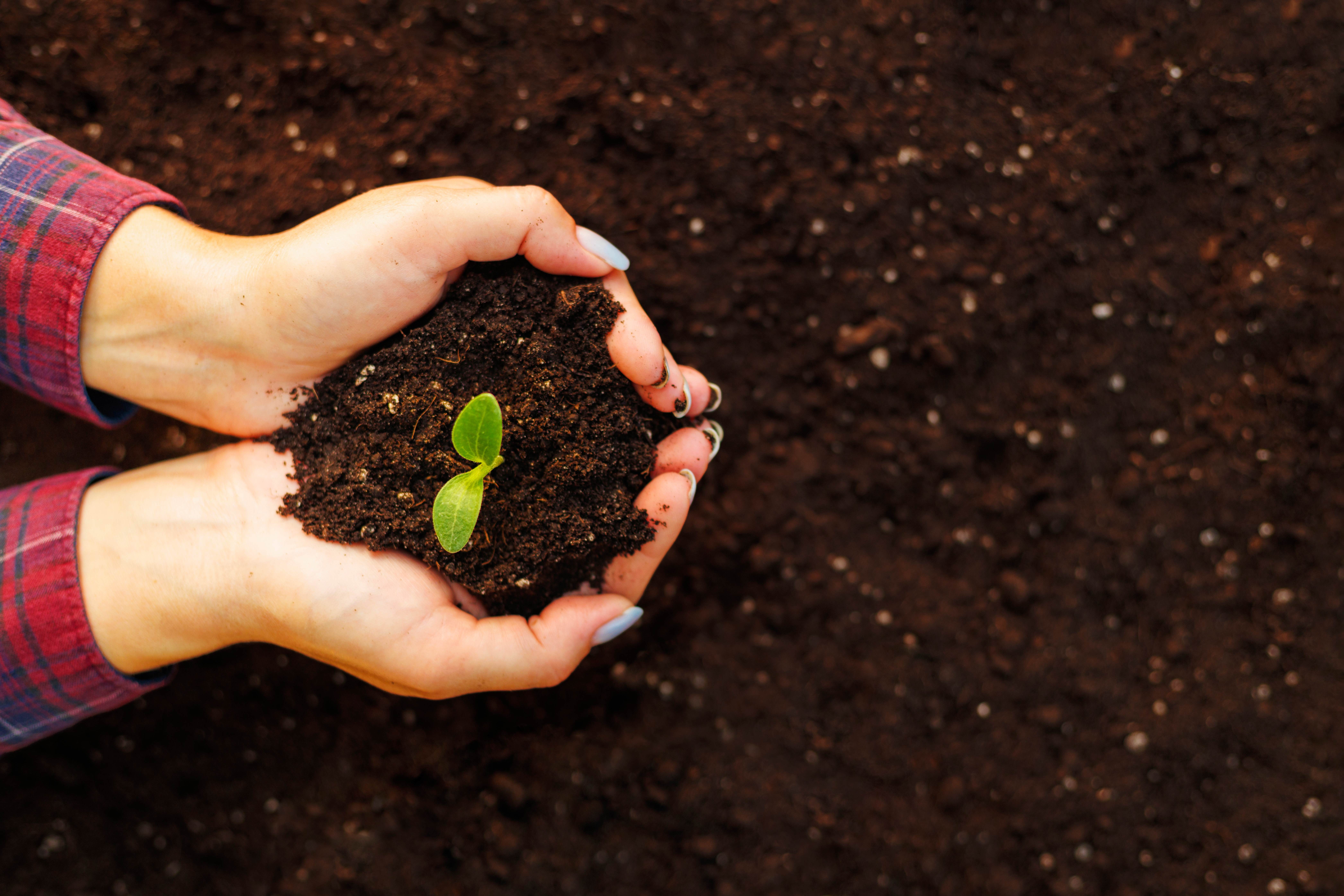  A pair of hands holding young green seedling in soil, closeup
